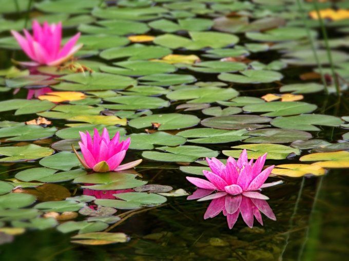 Harmonisation profonde : Séance de Méditation pour les 7 Chakras